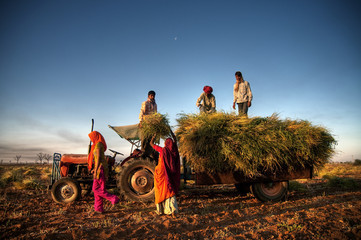 AGROFORESTRY, SILVICULTURE, APICULTURE, AND ENVIRONMENTAL CONSERVATION.